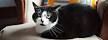 Tuxedo Cats Guide: Facts, Lifespan and Personality