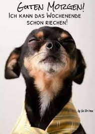 guten morgen witzig lustig chihuahua guten morgen lustig