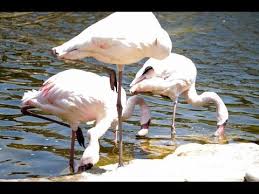 Maybe you would like to learn more about one of these? The Lesser Flamingos Of Timbavati Wildlife Park Wildlife Park Wildlife Park