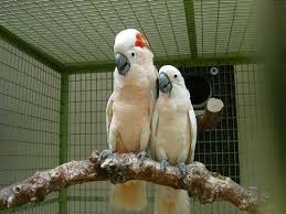 Exotic Bird Eggs For Sale 10 Top Pet Cockatoo Species Cockatoo Bird Breeds African Grey Parrot