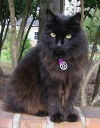 Beautiful Black Cat With Purple Eyes Witches Familiar Pentacle Cat Collar Black Blue Orange Purple Or Red Adjustable Cat Collars Witches Familiar Feline