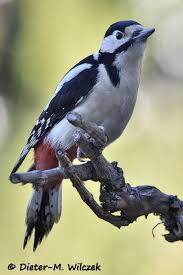 Buntspecht Great Spotted Woodpecker Tiere Hubsche Vogel Vogelwelt