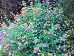 Miss Huff Lantana Planting Flowers Lantana Plants