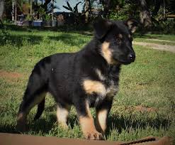 1,467 likes · 32 talking about this. Texas White German Shepherd