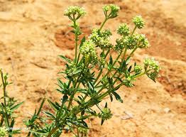 Image result for Agathisanthemum