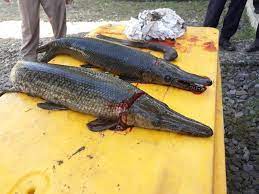 Jika menurut pandangan islam mimpi di gigit kucing memiliki makna yang sama dengan ilmu primbon jawa. Saat Jenguk Keluarga Di Sukamiskin Jari Balita Digigit Ikan Aligator