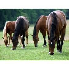 Maybe you would like to learn more about one of these? Horse Crazy Quiz Quizzes