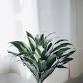 April General Meeting--Kokedama! event image