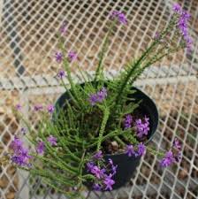 Image result for Jamesbrittenia burkeana