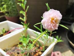 Sebenarnya ada cara untuk memulihkan semula pokok bunga ros jepun yang kering ini. Cantiknya Bunga Rose Jepun Ni Sunah Suka Sakura