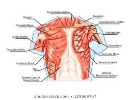 Abdominal Muscle Images Stock Photos Vectors Shutterstock