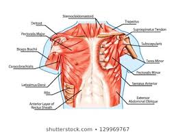 Muscle Anatomy Images Stock Photos Vectors Shutterstock