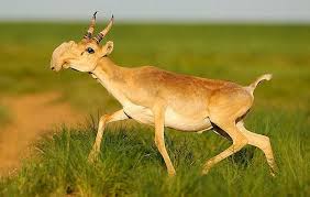 20 Animals That Are Likely To Become Extinct Before You Die Bizarre Animals Unusual Animals Rare Animals