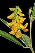 Image result for Eriosema psoraleoides