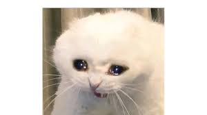 Y cayó parado e ileso en una parte en donde había pasto y salió corriendo como si. Dia Del Gato Los Memes De Gatos Mas Graciosos De Internet Noticias De Magazine En Diario De Navarra