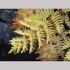 Image result for Osmunda regalis