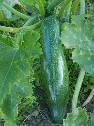 Zucchini