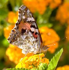 Maybe you would like to learn more about one of these? One Spunky Butterfly Insects Beautiful Butterflies Australian Flowers