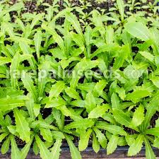 Image result for Pupalia micrantha