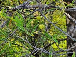 The color of the fruit is pale yellow. Indian Gooseberries Or Amla Fruit On Tree With Green Leaf Stock Image Image Of Ayurveda India 172738673