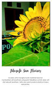 Filosofi Sun Flower Bunga Bunga Matahari Matahari