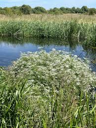 Image result for Oenanthe mildbraedii