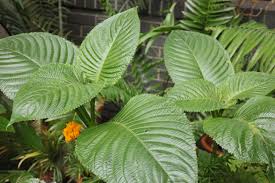 Image result for Brillantaisia cicatricosa