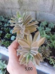 Image result for Aeollanthus