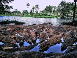 Boca De Guama Is One Of The Most Popular Tourist Center In The Swampland Of Cienaga De Zapata In The Cuban Province Of Matanzas Picture Of Customizing Cuba Tours Tripadvisor