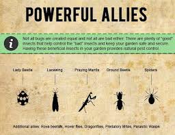 As it is omnisciently present every the biological method is being used by another efficient way in controlling pests. Infographic How To Protect Your Garden With Organic Pest Control Methods Organic Pest Control Diy Pest Control Organic Pest