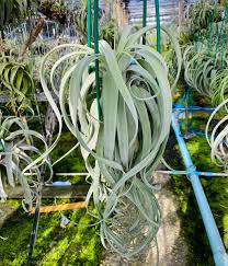 Image result for Ottelia exserta