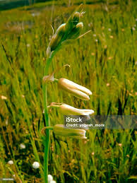 Image result for Dipcadi viride