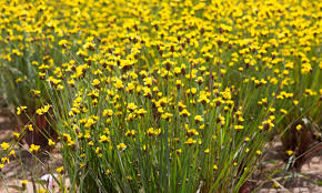 Image result for Xyris fugaciflora