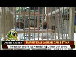 Terlebih burung anis kembang yang termasuk burung monomorfik atau burung jantan dan burung betina memiliki ciri fisik yang kelihatan sama. Cara Membedakan Burung Flamboyan Jantan Dan Betina Gambar Burung