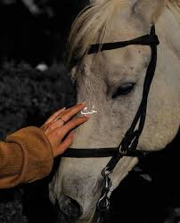 pin by zahra faisal on ليتها تقرأ we bare bears wallpapers girly images cover photo quotes