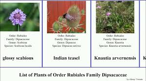 Image result for Dipsacus pinnatifidus