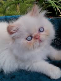 This is primarily because the flame point coloring is difficult to find in a cat. Flame Point Himalayan Cat Himalayan Cat Himalayan Kitten Cats