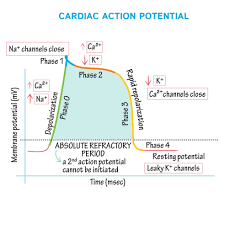 Draw This Out With Us And See What A Difference Being Active In Your Learning Makes On How Well You Understand And Physiology Cardiac Nursing Medical Science