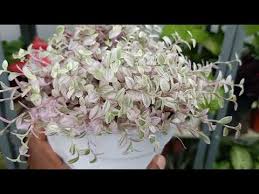I love the pink with the green. How To Take Care Of Callisia Repens Pink Lady Youtube