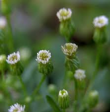 Image result for Conyza limosa