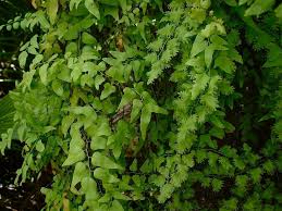 Image result for Lygodium