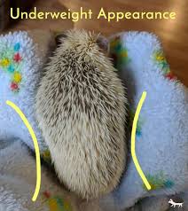 Healthy Hedgehog Weight Heavenly Hedgies