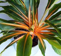 Mandarin Plant Easy Houseplant 10 Seeds Chlorophytum Etsy Plants Trees To Plant Shade Plants