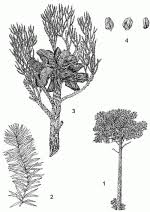 Image result for Widdringtonia whytei