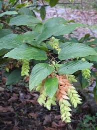 Image result for Flemingia strobilifera