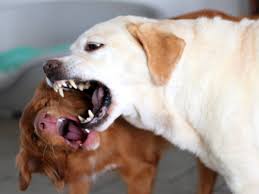 Den hund ausführen, an die leine. Hunde Corona Plotzliche Tierliebe Mit Bissigen Folgen Coronavirus Wien Vienna At