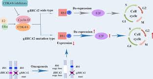 Image result for BRCA2