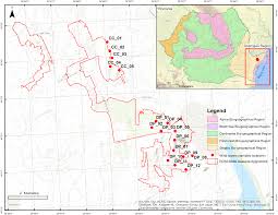 Image result for Vincetoxicum apiculatum