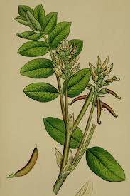 Image result for Astragalus