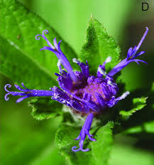 Image result for Vernonia purpurea